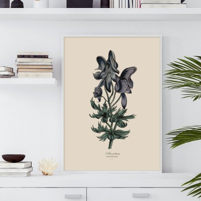 Poster AconitumVintageinspirerad poster med lila blomma. Tryckt på miljövänligt 230g, matt papperFinns i fler storlekar Postern levereras utan ram