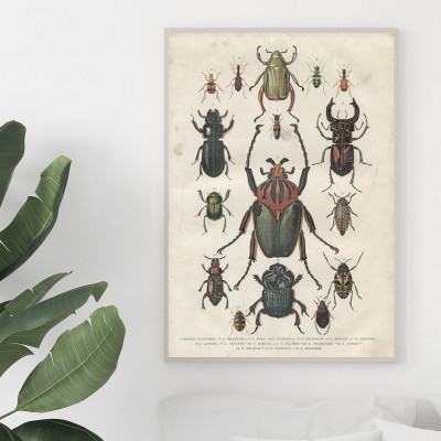 Poster, Beetle insectsEn illustrerad vintageinspirerad poster med en massa olika skalbaggar.Tryckt på miljövänligt 230g, matt papperFinns i flera storlekar Postern levereras utan ram