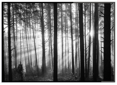 Poster Black forestEtt svartvitt fotoprint över en skog med solen strålar lysande igenom träden. Tryckt på miljövänligt 230g, matt papperFinns i flera storlekarPostern levereras utan ram