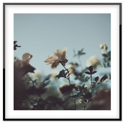 Poster BlommanFotoposter över ett fält med blommor. Tryckt på miljövänligt 230g, matt papperStorlek: 50x50 cmPostern levereras utan ram