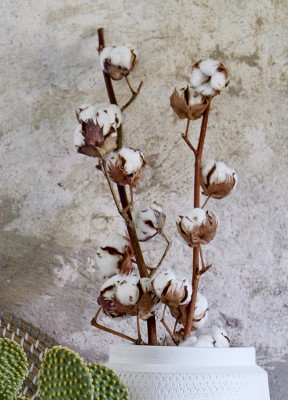 Bomullskvist, 80 cmEn fin bomullskvist med en höjd på 80 cm.Längd: 80 cm 