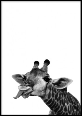 Poster, Crazy giraffeSvartvit poster med en tokig giraff. Tryckt på miljövänligt 230g, matt papperFinns i flera storlekar Postern levereras utan ram
