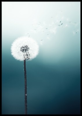 Affischen DandelionBlåturkos poster över en maskros i vinden. Tryckt på miljövänligt 230g, matt papperFinns i flera storlekar Postern levereras utan ram