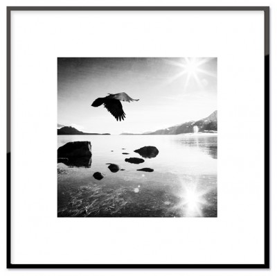 Poster Flying in the sunKontrastrik poster i svartvitt med en fågel flygandes i solen. Tryckt på miljövänligt 230g matt papperStorlek: 30x30 cm och 50x50 cmPostern levereras utan ram