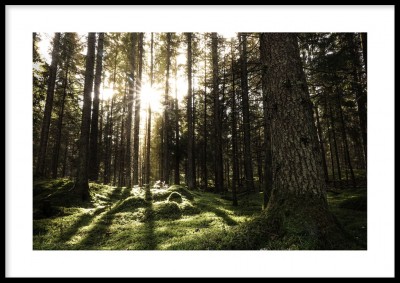 Poster, Green woodEn murrig grön skog med solen som lyser med sina strålar genom träden. Tryckt på miljövänligt 230g, matt papperFinns i fler storlekar Postern levereras utan ram