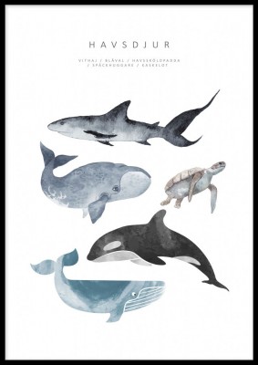 Poster Havsdjur  En poster med havsdjur i akvarell. Tryckt på miljövänligt 230g, matt papperFinns i flera storlekar Postern levereras utan ram