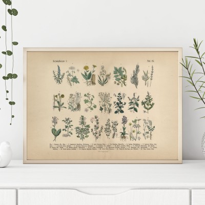 Poster, Herbal plants 2Vintageinspirerad poster med en en översikt med växter. Tryckt på miljövänligt 230g, matt papperFinns i fler storlekar Postern levereras utan ram