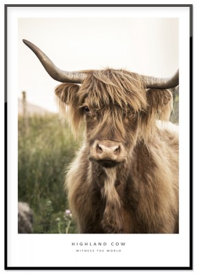Poster, Highland CowEtt fotomotiv över en higlands-ko ur serien Witness the world.Tryckt på miljövänligt 230g matt papperFinns i flera storlekarPostern levereras utan ram