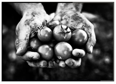 Poster Holding TomatoesEn svartvit poster med ett par händer hållandes nyskördade tomater. Tryckt på miljövänligt 230g matt papperFinns i flera storlekarPostern levereras utan ram