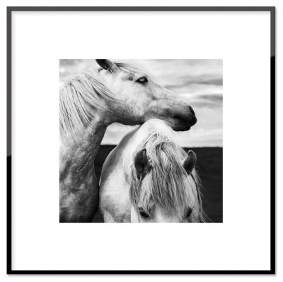 Poster HorsesAffisch i svartvitt med två hästar.Tryckt på miljövänligt 230g matt papperStorlek: 30x30 cm och 50x50 cmPostern levereras utan ram