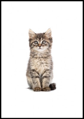 Poster, KattenEn fin poster med den sötaste katten!Tryckt på miljövänligt 230g, matt papperFinns i flera storlekar Postern levereras utan ram