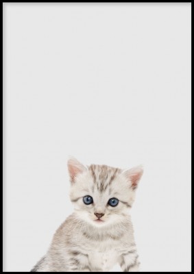 Poster KittenUrgullig poster med en söt liten kattunge. Postern är i en lätt grå nyans. Tryckt på miljövänligt 230g, matt papperFinns i flera storlekarPostern levereras utan ram