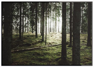Poster Nordic forestEtt fotoprint över en stillsam grön nordisk skog. Tryckt på miljövänligt 230g, matt papperFinns i flera storlekarPostern levereras utan ram