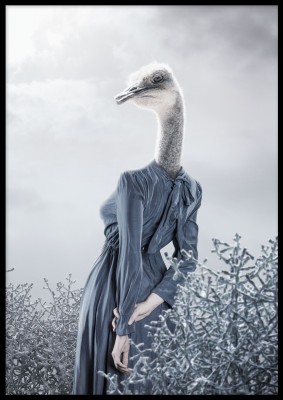 Poster, Ostrich with dressEn surrealistisk poster med en struts med blå klänning. Tryckt på miljövänligt 230g, matt papperFinns i flera storlekar Postern levereras utan ram