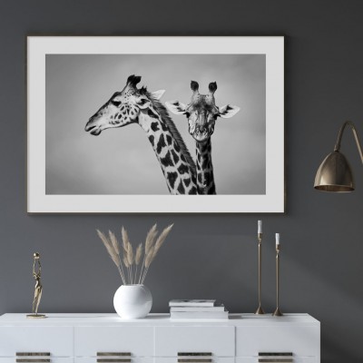 Poster, Two giraffesSvartvit poster med två vackra giraffer.Tryckt på miljövänligt 230g, matt papperFinns i flera storlekar Postern levereras utan ram