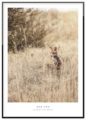 Poster, Red FoxFrån serien Witness the World kommer den här fina fotopostern över en liten räv i buskagen. Tryckt på miljövänligt 230g matt papperFinns i flera storlekarPostern levereras utan ram