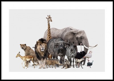 Barnposter, SafaridjurEn fin poster med mängder av djur som du kan hitta på savannen!Tryckt på miljövänligt 230g, matt papperFinns i fler storlekar Postern levereras utan ram