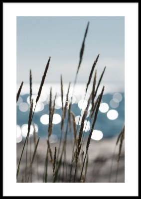 Affischen Summer reedsFotoposter över vass i vacker skärgård. Tryckt på miljövänligt 230g, matt papperFinns i flera storlekar Postern levereras utan ram