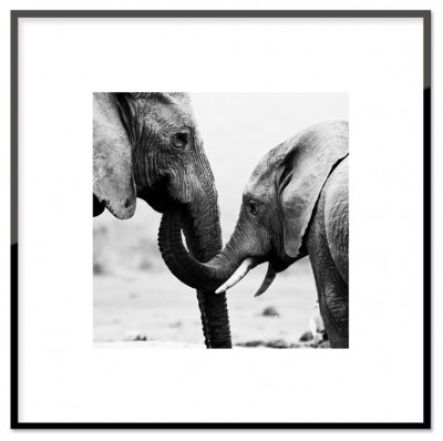 Poster Sweet elephantsAffisch i svartvitt med två elefanter. Tryckt på miljövänligt 230g matt papperStorlek: 30x30 cm och 50x50 cmPostern levereras utan ram