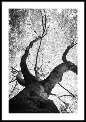 Poster, The black treeEn svartvit poster med ett stort träd i vinterkylan. Tryckt på miljövänligt 230g, matt papperFinns i fler storlekar Postern levereras utan ram