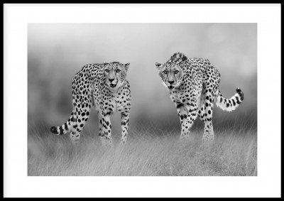 Poster, Young CheetahsEn poster i svartvitt med två unga geparderTryckt på miljövänligt 230g, matt papperFinns i fler storlekar Postern levereras utan ram
