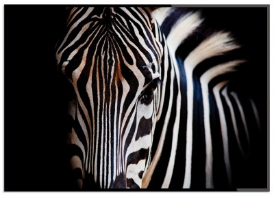 Fotoposter ZebraDen här fotopostern bjuder på skarpa kontraster och knivskarp skärpa. Vacker Zebra i svartvitt ger en enastående tavelvägg. Tryckt på miljövänligt 230g, matt papperFinns i fler storlekarPostern levereras utan ram