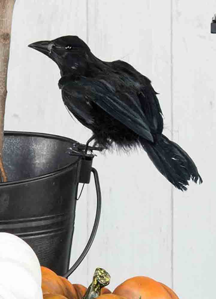 Halloweentpynt, en konstgjort svart korp med fjädrar i storlek 32 cm  sittandes på en svart hink mot en vit bakgrund.
