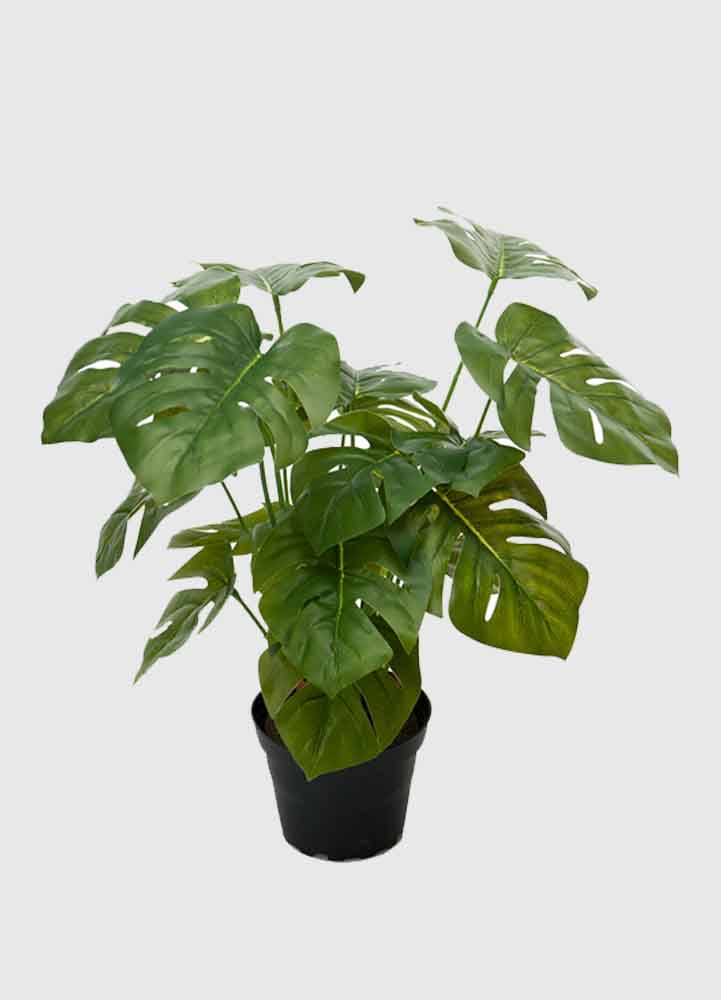 konstgjord växt, en monstrea växt som är 30 centimeter hög med många stora gröna blad ståendes i en svart kruka av plast.
