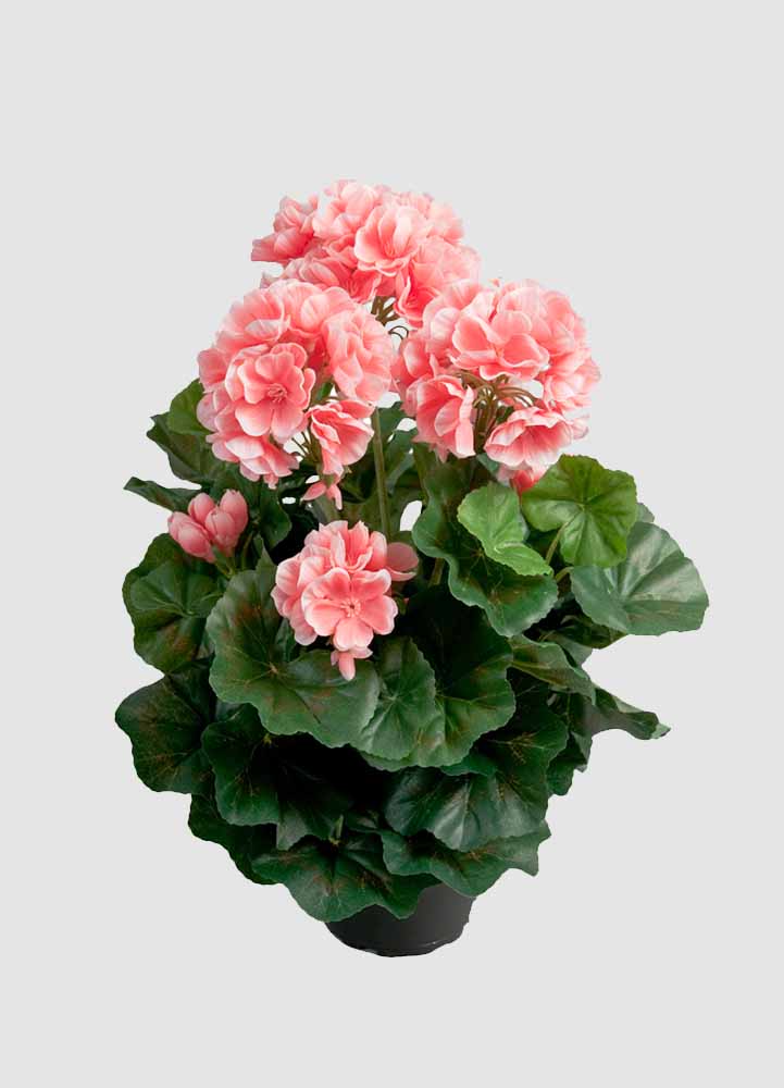 konstväxt rosa pelargon mr plant