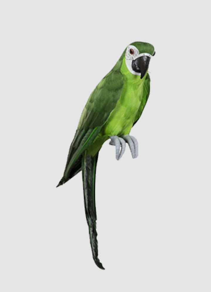 Papegoja konstgjord, grönNaturtrogen papegoja i vacker grön färg. En perfekt detalj att liva upp inredningen. Vid fötterna sitter ståltråd som gör att du kan fästa papegojan enkelt där du vill sätta den.Färg: GrönLängd från huvud till stjärtfjäder: ca 4